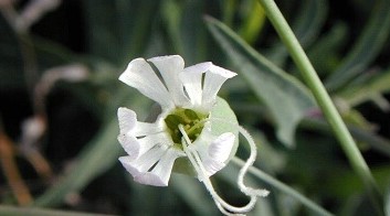 What herbs are for Obatalá
